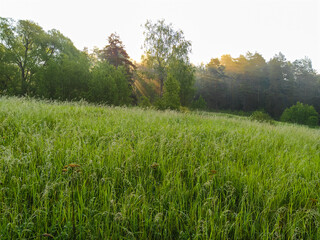 Wall Mural - landscape with a summer field