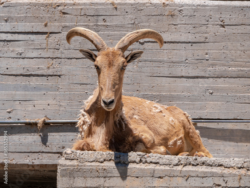 Fotografía Different shots of mountain goat in captivity