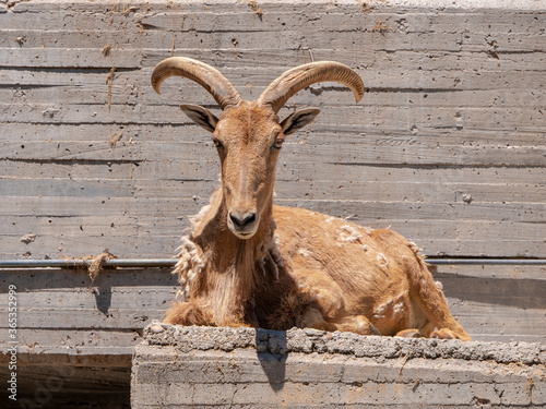 Cuadros en Lienzo Different shots of mountain goat in captivity