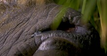 Close Up Of Rhino Eating