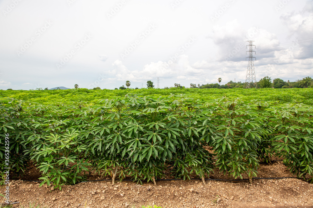 Cassava plantation in the field.Young shoots of green cassava. organic ...