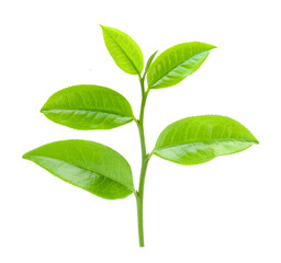 Wall Mural - tea leaf on white background