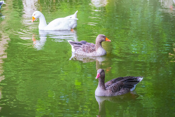 Three geese - two gray and one white - swim in the lake with green water.