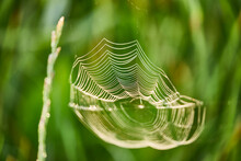 Spinnen Netz