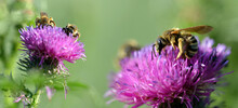 Honey Bee (Apis Mellifera) On Purple Thistle Flower. Nature Background.