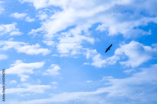 鳥シルエット 青空を飛ぶ鳥イメージ Acquista Questa Foto Stock Ed Esplora Foto Simili In Adobe Stock Adobe Stock