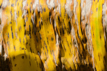 Wall Mural - Texture of Dried Banana Leaf in Close Up Detail for Natural Background.