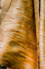 Wall Mural - Texture of Dried Banana Leaf in Close Up Detail for Natural Background.