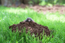 A Mole Has Emerged On The Surface Of The Soil In A Vegetable Garden
