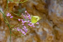 Yellow Butterfly Lemongrass On Pink Flowers