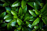 Fototapeta Tęcza - Soczyste zielone liście rododendrona jako tapeta lub tło. Liście rośliny egzotycznej w ogrodzie.