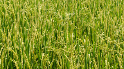 Wall Mural - Rice leaves with ears, looks fertile with sufficient irrigation and adequate fertilizer