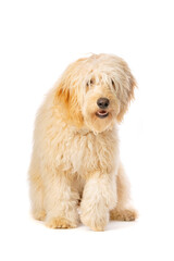 Wall Mural - Golden Doodle dog