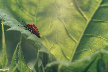Poster - Close Up of linen skin stink bug on the green leaf, The brown marmorated stink bug is an insect in the family Pentatomidae..Nature background pattern texture for design.