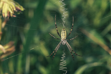 Poster - Cobweb or spider's web against a natural background, Dew drops on a spider .