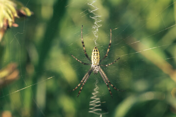 Poster - Cobweb or spider's web against a natural background, Dew drops on a spider .