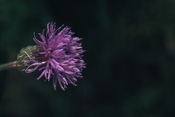 Poster - Green leaves and purple flowers of a wild greater burdock in summer in the meadow. Nature background pattern texture for design.