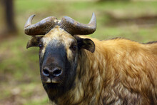 The Mishmi Takin (Budorcas Taxicolor Taxicolor), Portrait. An Endangered Goat-antelope Portrait.