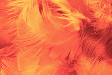 Beautiful Orange Colors Trend Feather Texture Background, Trends Color