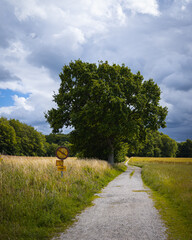 Wall Mural - A gravel road passed a tree in an agricultural field with broken sign next to it in southern landscape Skåne in Sweden