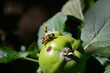 hover fly and the apple