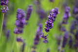 Fototapeta Lawenda - lavender field in , nacka, stockholm, sweden, sverige