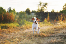 Happy Beagle Dog Playing Fetch With The Stick Outdoors. Active Dog Pet On A Walk. Sunset Scene Colors