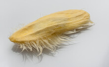 Dried Mango Seed On A White Background.