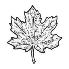 Wall Mural - Maple Leaf sketch engraving vector illustration. T-shirt apparel print design. Scratch board imitation. Black and white hand drawn image.