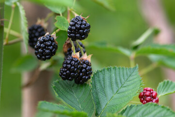 Rubus fruticosus big and tasty garden blackberries, black ripened fruits berries on branches wiht green leaves