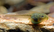 Kaulquappe des Europäischen Laubfrosch (Hyla arborea) - tadpole of the European tree frog