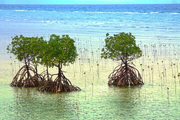 Poster - Small mangrove trees on the shore of a sea in the Philippines