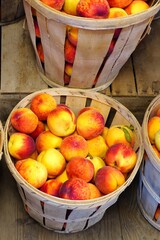 Wall Mural - Bushels of fresh peaches in summer in New Jersey