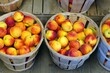 Bushels of fresh peaches in summer in New Jersey