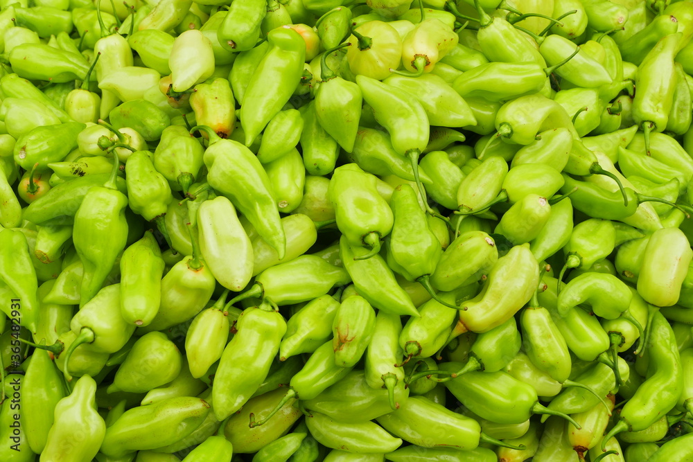 Green Brazilian Chilli pepper Cheiro do Norte (Capsicum chinense) at ...