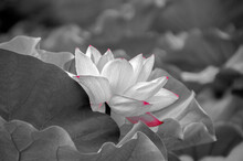 Japanese Waterlily In Black And White And Red Details 17-6-2020