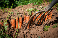 Process Of Harvesting Carrots With Pitchfork. Farming And Gardening. Vegetable Yielding.
