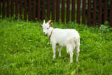 Fototapeta  - Domestic Goat Baby On Grass On Free Walk In Meadow In Village