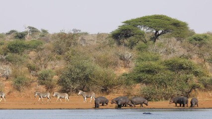 Wall Mural - Hippos and a herd of plains zebras at a natural dam, Kruger National Park, South Africa