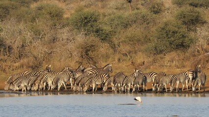 Wall Mural - Herd of plains zebras (Equus burchelli) drinking water, Kruger National Park, South Africa