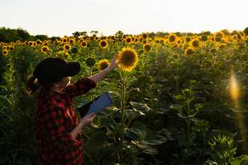 Woman farmer with a digital tablet at sunflower field at sunset . Smart farming and precision agriculture