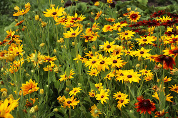  field of yellow flowers