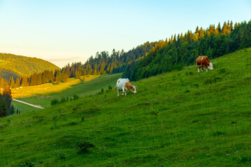 Wall Mural - cows grazing in a meadow