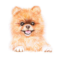 Watercolor Illustration Of A Funny Dog. Hand Made Character. Portrait Cute Dog Isolated On White Background. Watercolor Hand-drawn Illustration. Popular Breed Dog.  Pomeranian Spitz.