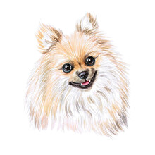 Watercolor Illustration Of A Funny Dog. Hand Made Character. Portrait Cute Dog Isolated On White Background. Watercolor Hand-drawn Illustration. Popular Breed Dog.  Pomeranian Spitz.