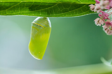 Monarch Butterfly Chrysalis macro, Danaus plexippuson, newly formed on Swamp Milkweed, Incarnata