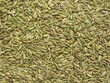 Green color raw fennel seeds