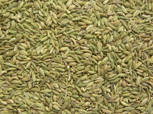 Green Color Raw Fennel Seeds