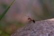 © Milda - Close up picture of a brown ant on a rock