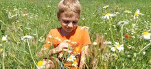 Happy Boy With Blond Hair Sits On The Lawn And Sniffs Wildflowers. The Child Looks Down And Smiles. Daisies, Yarrows And Green Grass Grow On The Field